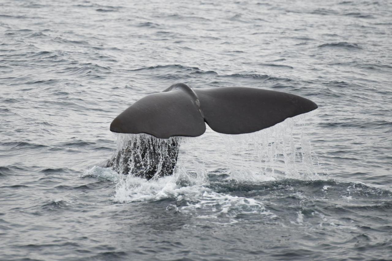 Apt 101 - Andenes Whale Safari Apartments Extérieur photo
